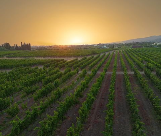 Kos Wine Tasting