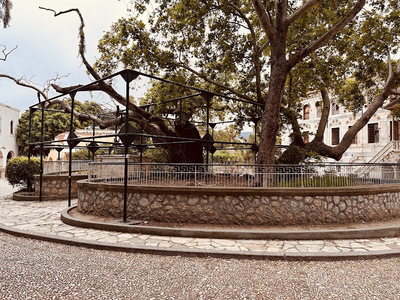 Hippocrates Plane Tree