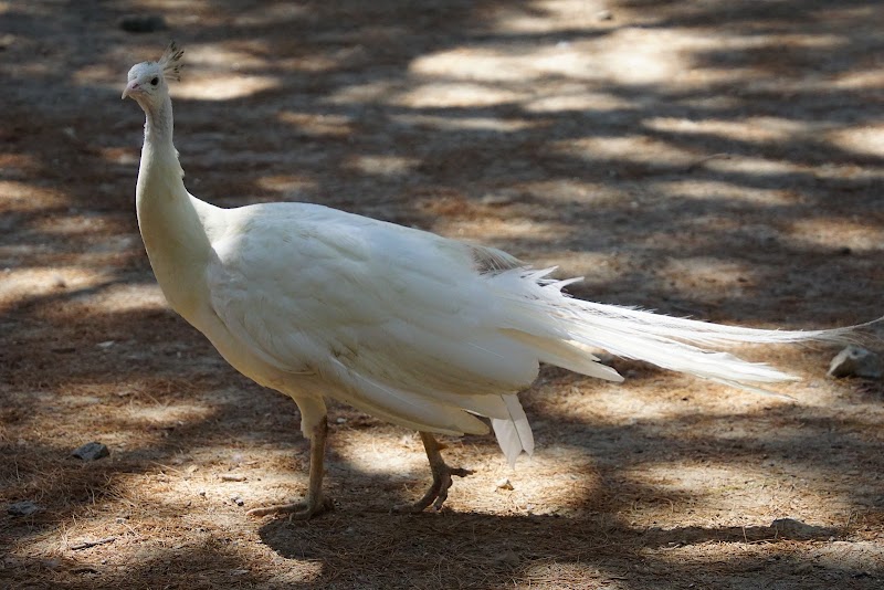 Plaka Forest