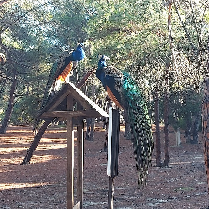 Plaka Forest