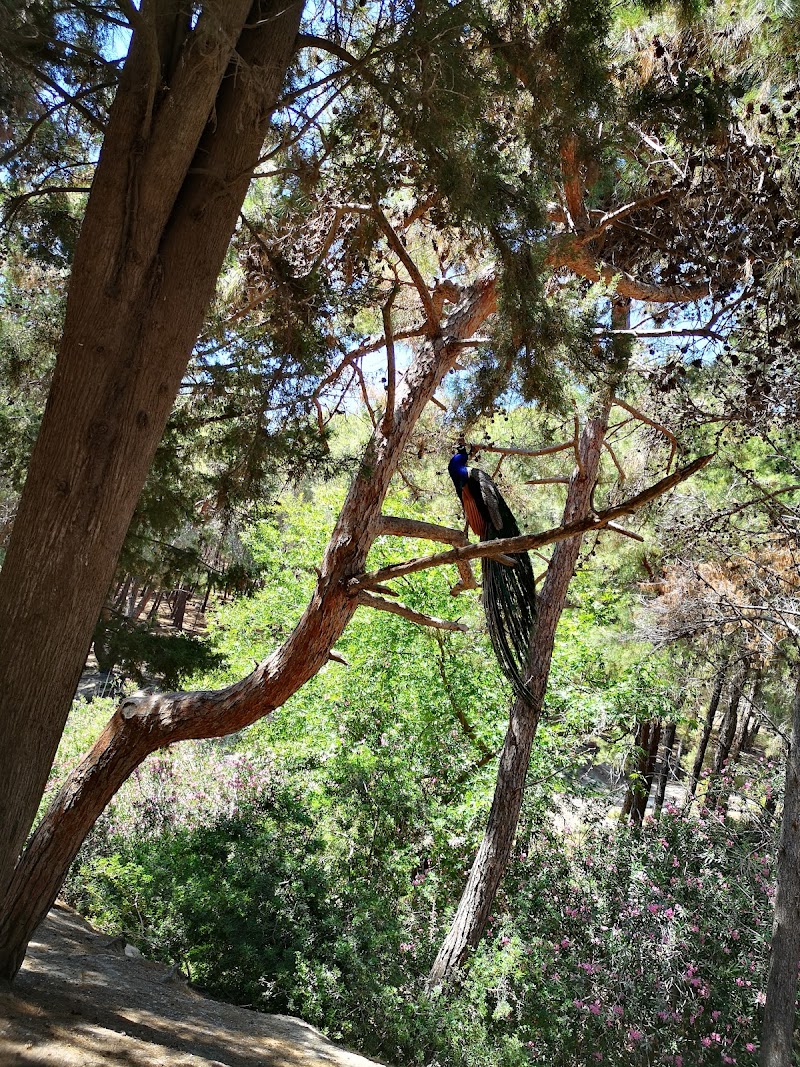 Plaka Forest