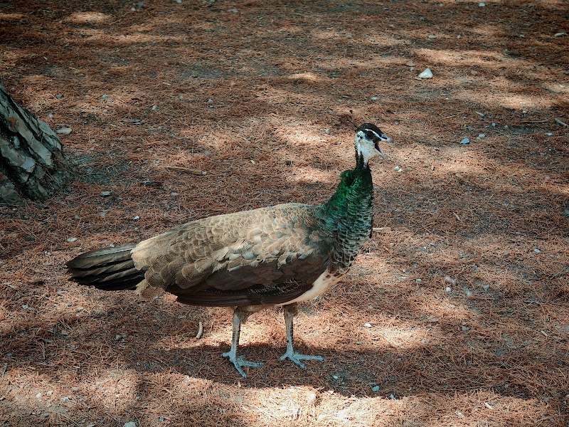 Plaka Forest