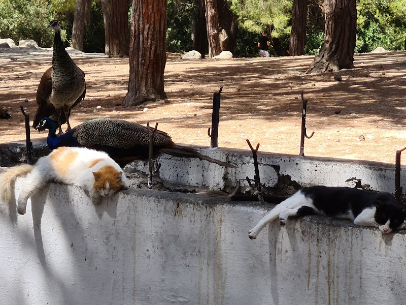 Plaka Forest