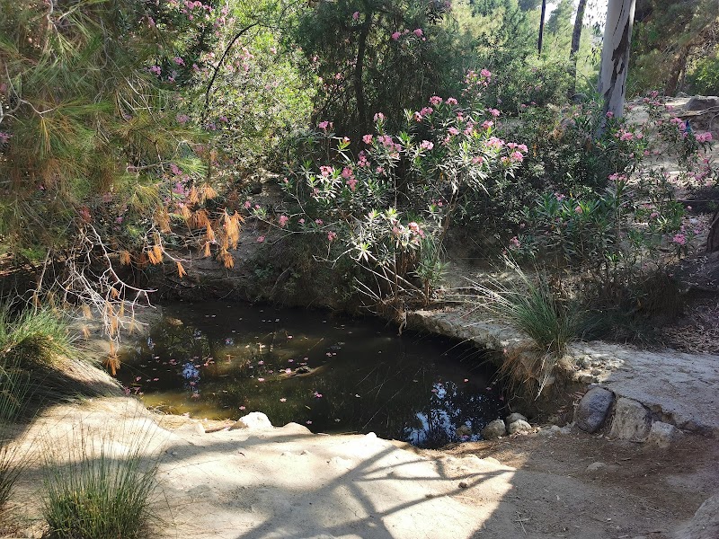 Plaka Forest